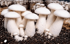 Milky Mushroom