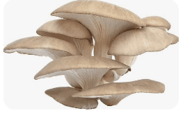 Oyster Mushroom
